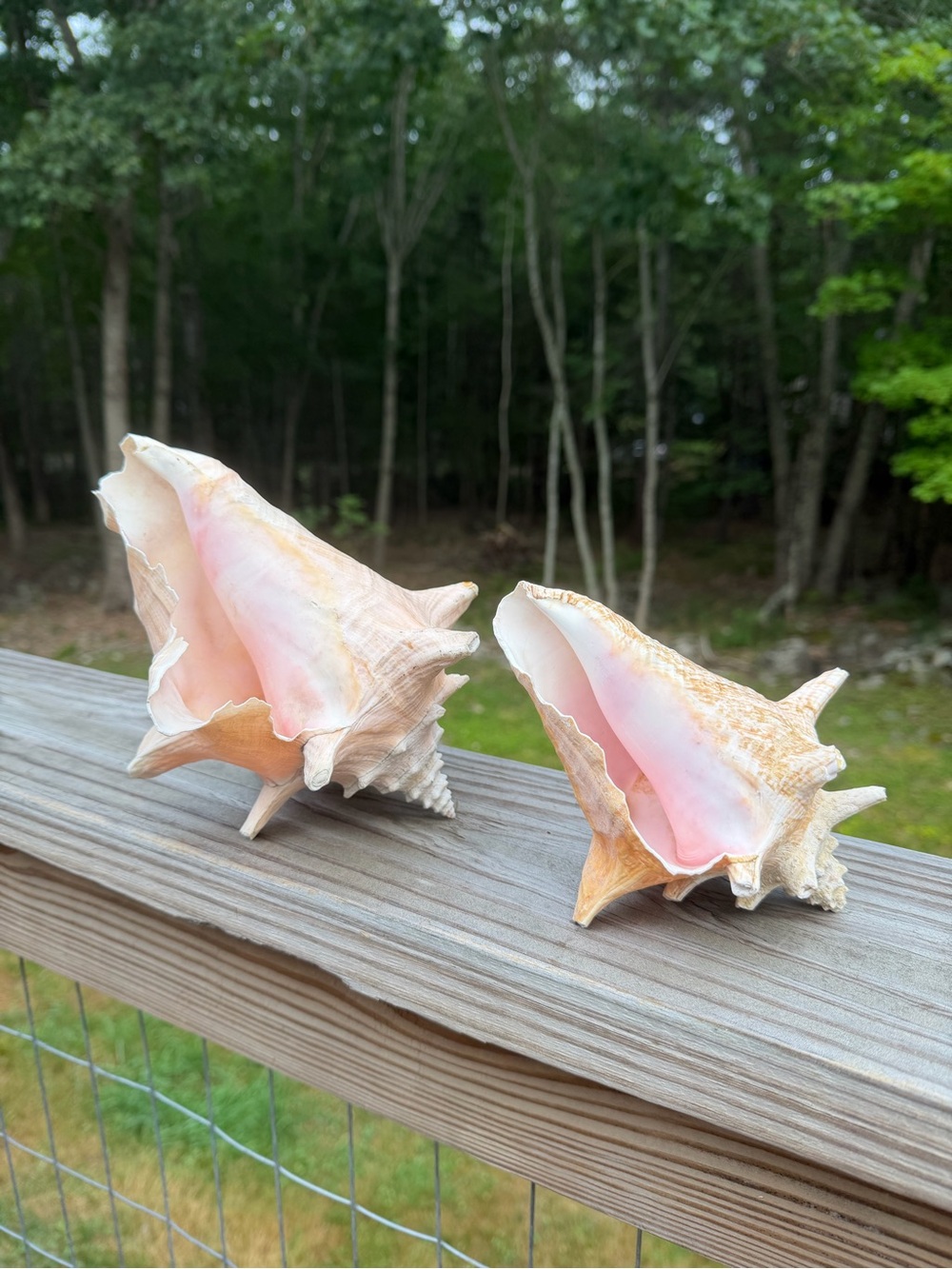 2 Queen Conch Shells | Decorative Pair - Home Accents
